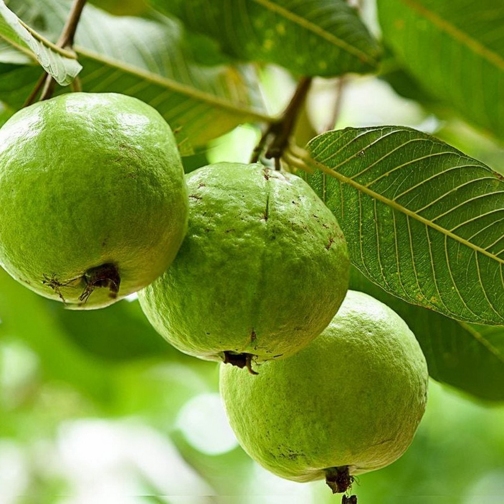 bột ổi, vinut trust