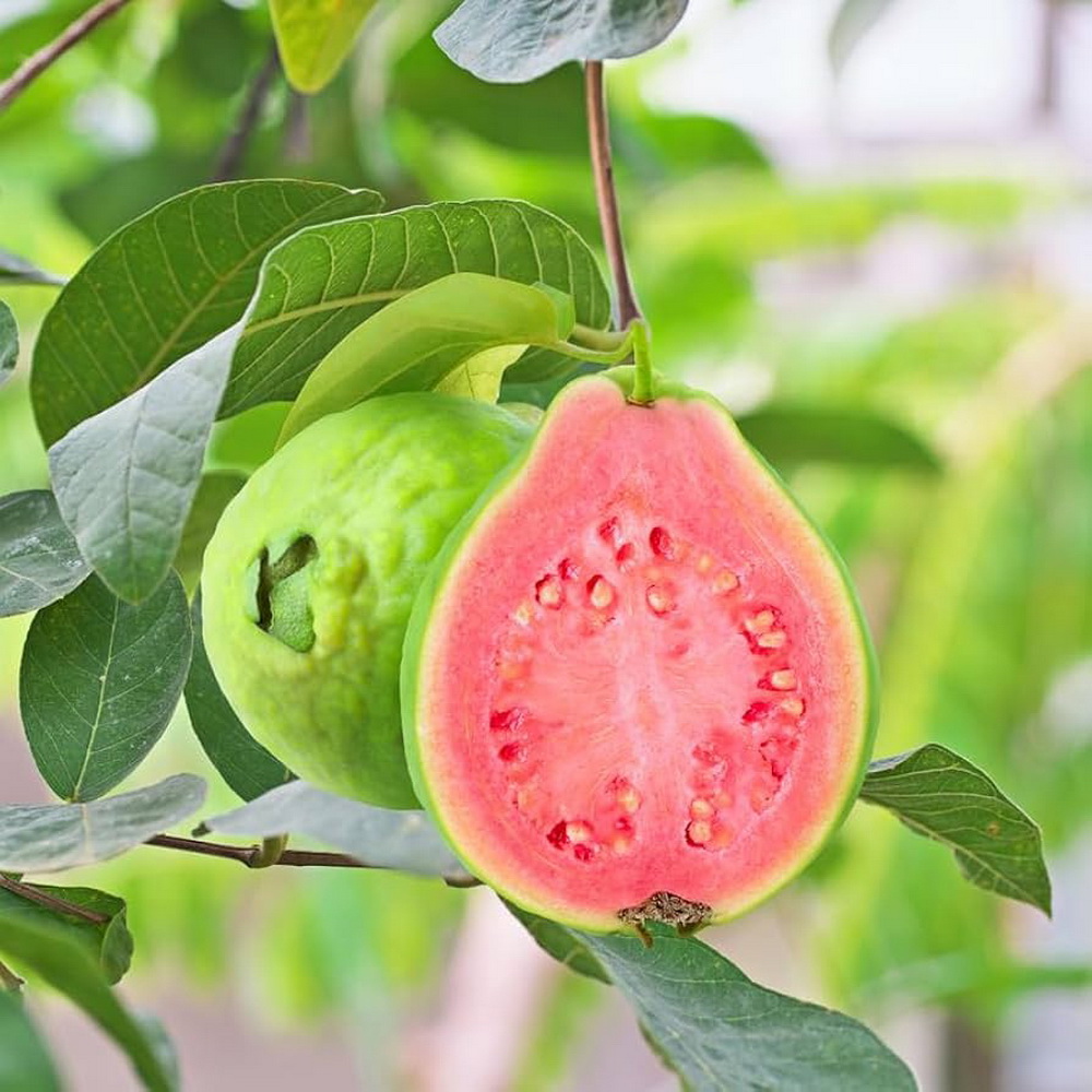 bột ổi, vinut trust
