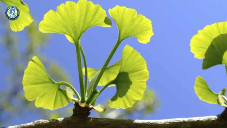 Vinut Trust_Lá Ngân Hạnh
